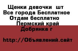 Щенки девочки 4шт - Все города Бесплатное » Отдам бесплатно   . Пермский край,Добрянка г.